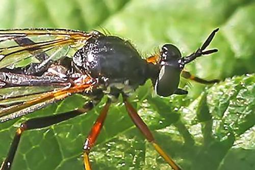 Dioctria rufipes